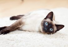Голубоглазое чудо из Сиама — особенности симских кошек
