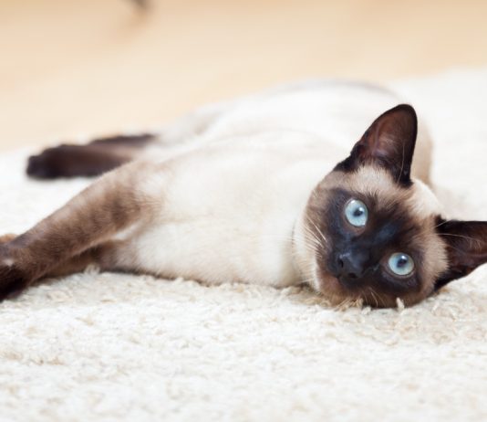 Голубоглазое чудо из Сиама — особенности симских кошек