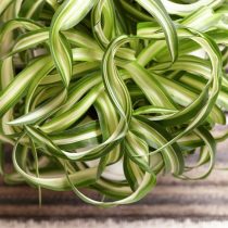 Хлорофитум хохлатый «Бонни» (Chlorophytum comosum 'Bonnie') Хлорофитум хохлатый «Бонни» (Chlorophytum comosum 'Bonnie')