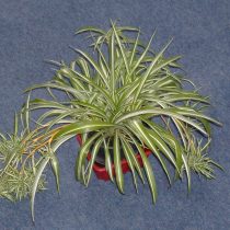 Хлорофитум хохлатый «Виттатум» (Chlorophytum comosum 'Vittatum') Хлорофитум хохлатый «Виттатум» (Chlorophytum comosum 'Vittatum')