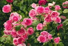 Как ухаживать за розами после цветения?