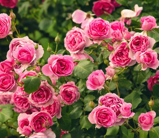 Как ухаживать за розами после цветения?