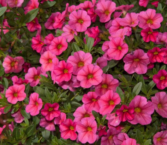 Как заботиться о калибрахоа — боремся с хлорозом, болезнями корней и другими проблемами - Цветник и ландшафт мКак заботиться о калибрахоа — боремся хлорозом, болезнями корней и другими проблемами