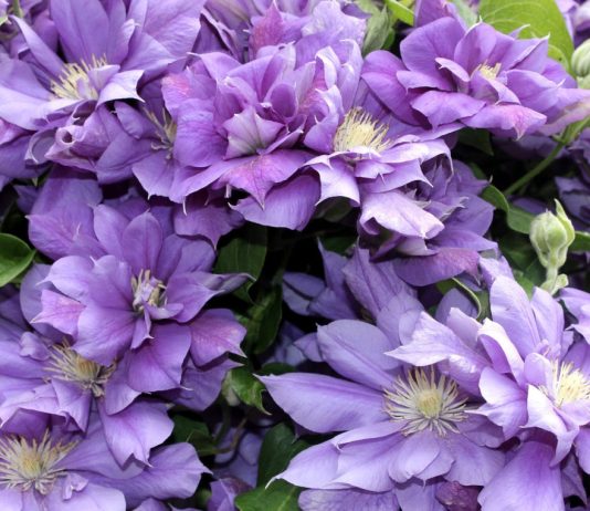 10 самых красивых сортов клематиса