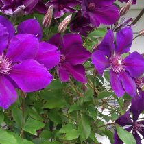 Клематис «Джипси Куин» (Clematis 'Gipsy Queen')