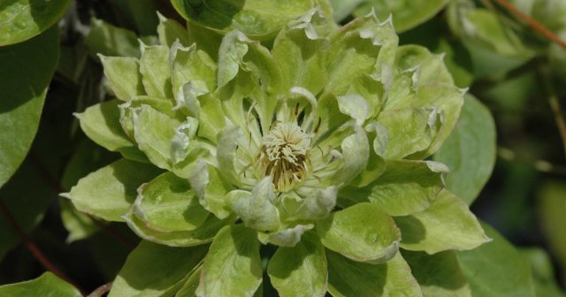 Клематис «Грин Пэшн» (Clematis Green Passion)