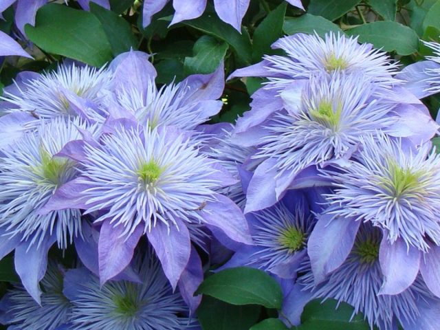 Клематис «Хрустальный Фонтан» (Clematis 'Cristal Fountain')