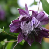 Клематис «Мери Роуз» (Clematis 'Mary Rose')