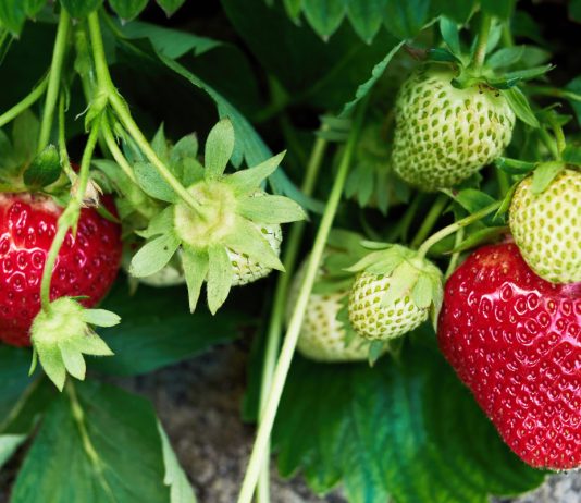 Нет ягод на кустах клубники. Вырывать нельзя оставить