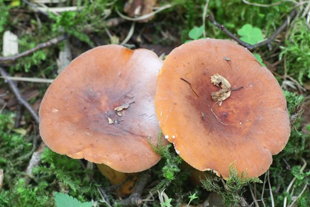 Подмолочник (Lactarius volemus) Подмолочник (Lactarius volemus)
