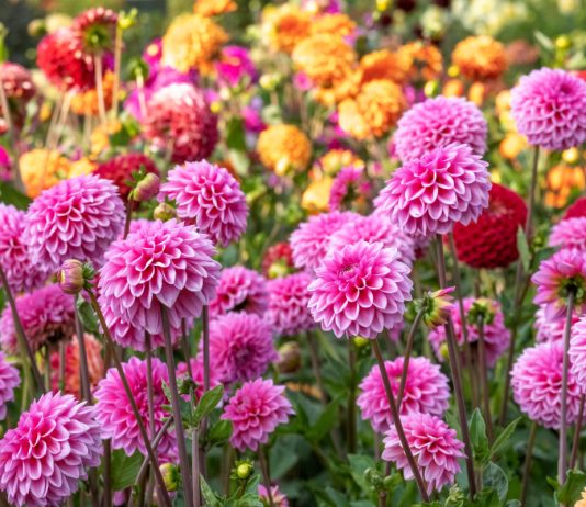 Правила посадки и ухода за осенними луковичными и клубневыми цветами