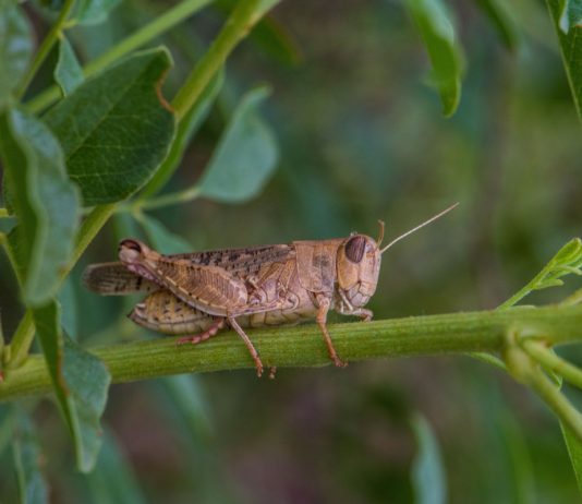 Саранча — практически непобедимый враг садовода