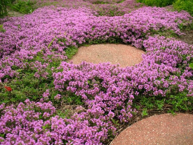 Тимьян ползучий (чабрец) (Thymus serpyllum L.) Тимьян ползучий (чабрец) (Thymus serpyllum L.)