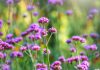 Вербена бонарская – хрупкое украшение вашей клумбы