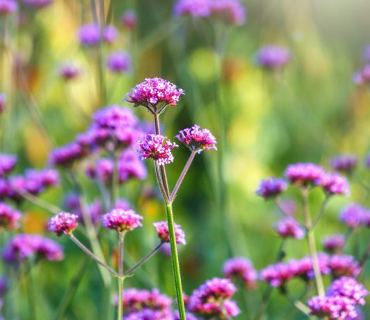 Вербена бонарская – хрупкое украшение вашей клумбы - Цветник и ландшафт Вербена бонарская – хрупкое украшение вашей клумбы