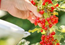 Уход за смородиной после урожая