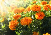13 цветущих растений, которым не страшна жара