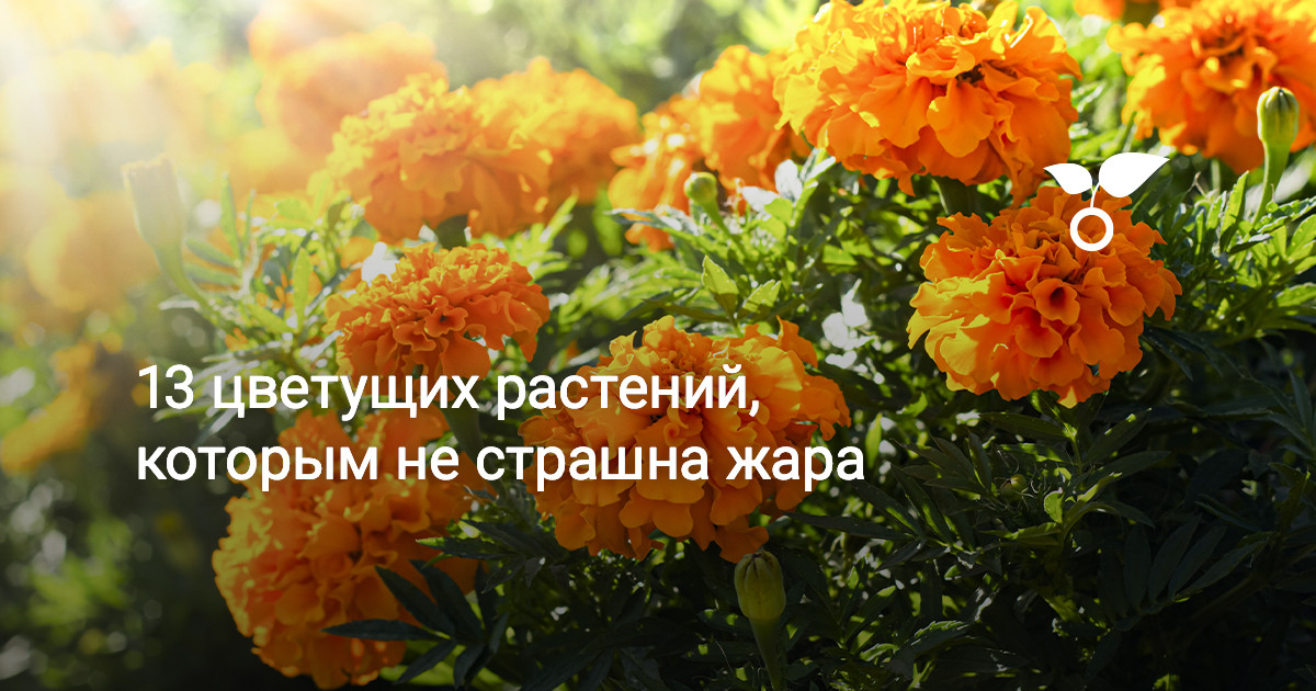 13 цветущих растений, которым не страшна жара — Ботаничка