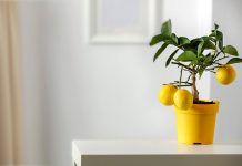 6 комнатных растений, которые можно вырастить из косточки