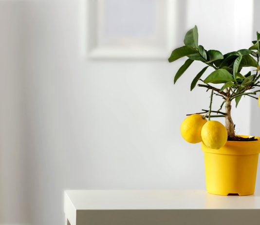 6 комнатных растений, которые можно вырастить из косточки