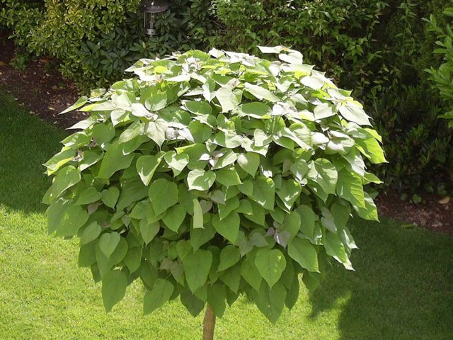 Катальпа бигнониевая Нана (Catalpa bignonioides Nana)