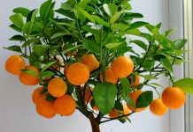Комнатные растения с цитрусовым запахом, которые вас удивят