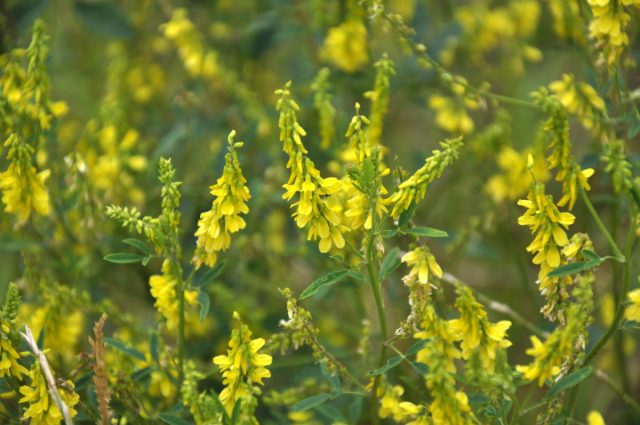 Донник лекарственный (Melilotus officinalis)