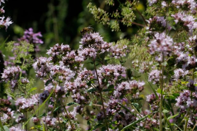 Душица обыкновенная (Origanum vulgare L.)
