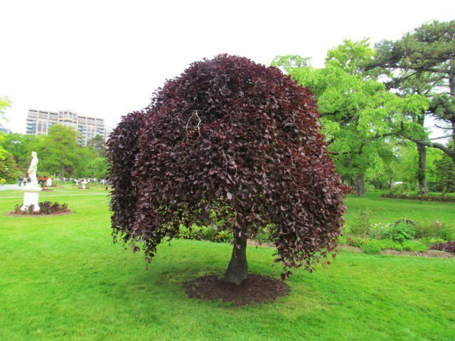 Бук лесной Пурпуреа Пендула (Fagus sylvatica Purpurea Pendula)