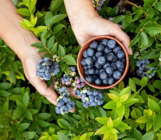 Голубика в саду — как за ней ухаживать?