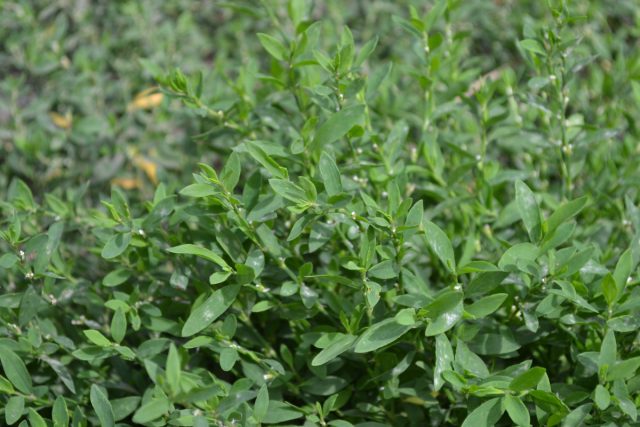 Горец птичий, или спорыш (Polygonum aviculare)