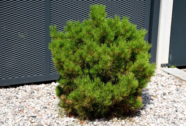 Горная сосна Мопс (Pinus mugo Mops)