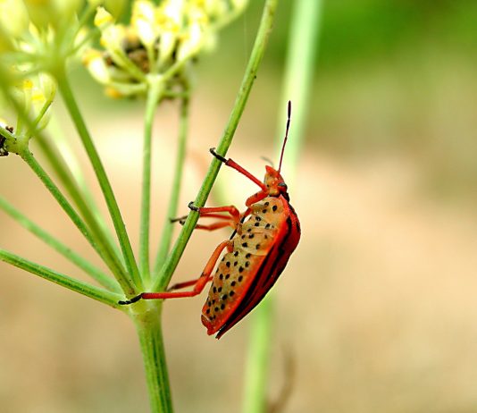 Щитника линейчатого очень легко распознать благодаря черно-красному окрасу. Сверху тело его покрыто яркими полосками на красно-оранжевом фоне, снизу этот жук красный с черными точками