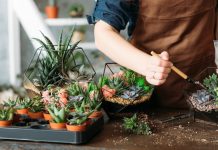 Какие суккуленты купить для флорариума?