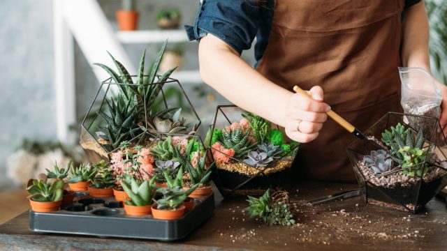Какие суккуленты купить для флорариума? Какие суккуленты купить для флорариума?