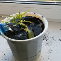 Процесс укоренения черенка каланхоэ оленьи рожки длится около 4 недель