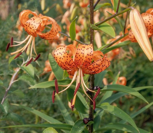 Лилии с веснушками: разбираемся в сортах лилий в крапинку