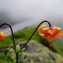 Лилия медеоловидная (Lilium medeoloides) Лилия медеоловидная (Lilium medeoloides)