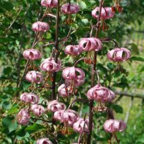 Лилия кудреватая (Lilium martagon) Лилия кудреватая (Lilium martagon)
