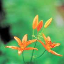Лилия одноцветная (Lilium concolor) Лилия одноцветная (Lilium concolor)