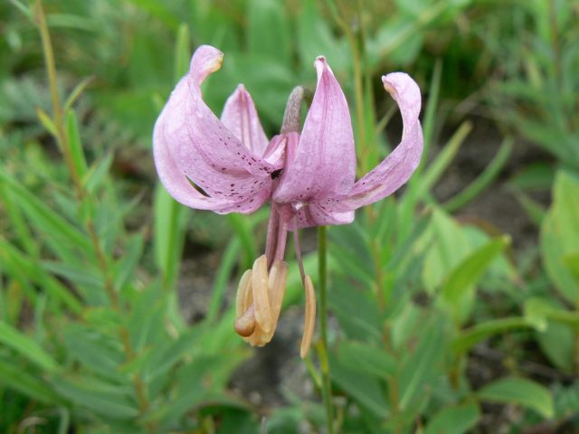 Лилия поникающая (Lilium cernuum) Лилия поникающая (Lilium cernuum)