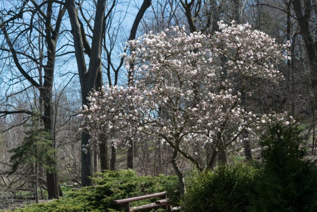 Магнолия звездчатая (Magnolia stellata)