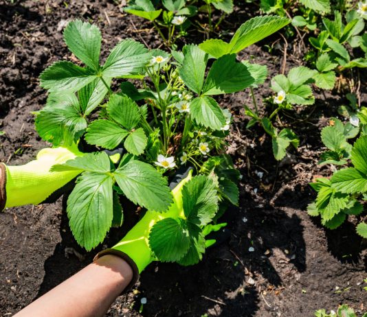 Не только заготовки — делим растения в августе - Цветы многолетние Не только заготовки — делим растения в августе