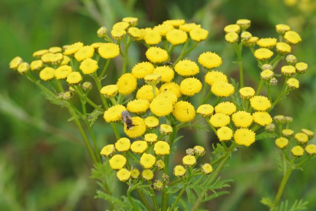 Пижма обыкновенная (Tanacetum vulgare)