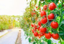 Почему томаты с толстой кожицей и как их использовать?