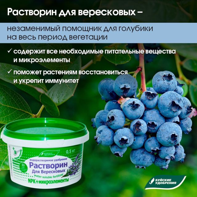 Растворин» для вересковых культур, помогает питать голубику всеми необходимыми элементами