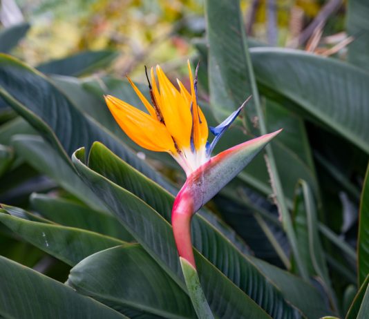 Стрелиция – райская птичка у вас дома