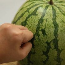 Если звук при ударе по арбузу низкий, глухой и глубокий, как барабан или стук в дверь, значит, все готово. Высокий звонкий звук говорит о том, что арбуз еще не дозрел