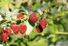 Ухаживаем за ремонтантными культурами клубники, малины и ежевики