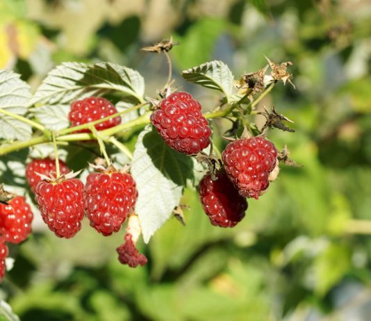 Ухаживаем за ремонтантными культурами клубники, малины и ежевики